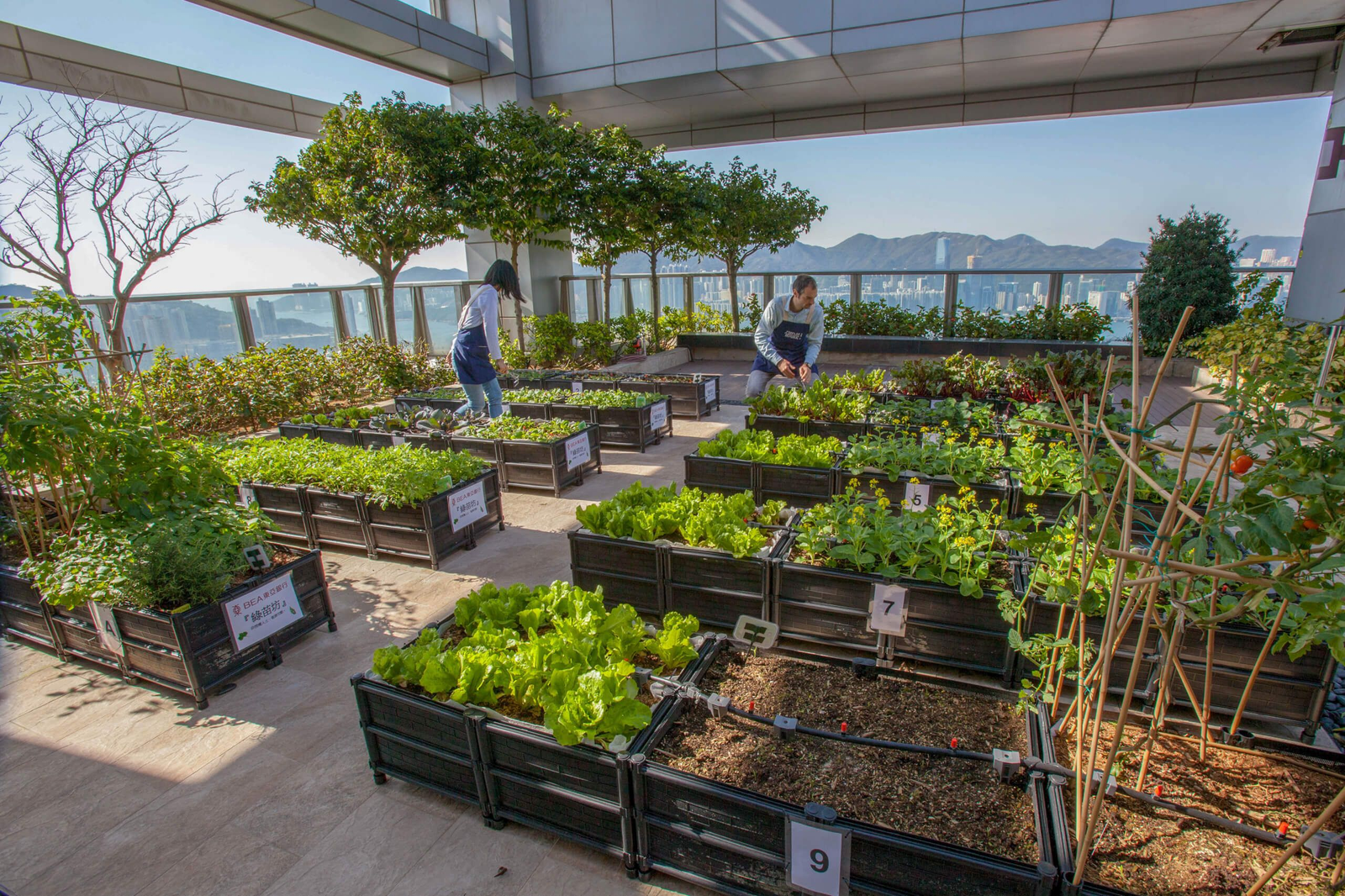 Rooftop Farming