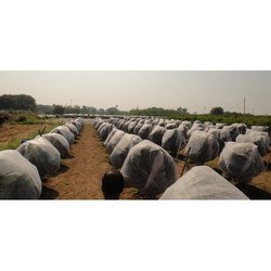 Crop Shield Crop Cover 17 GSM White 3.2 mtrs